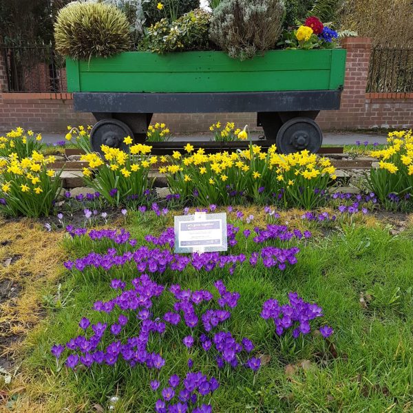 Planted 'Purple for Polio' crocuses around Poynton